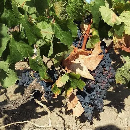 Bed & Breakfast Au Coeur Des Vignobles Saint-Estephe (Gironde)