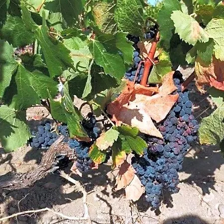 Au Coeur Des Vignobles 3* Saint-Estephe (Gironde)